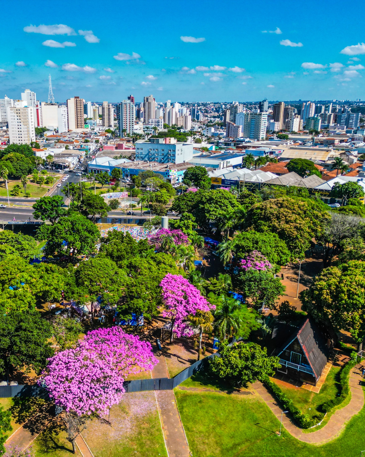Ipês em flor — Uberlândia/MG
